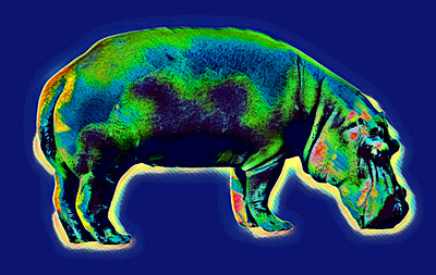 Hippopotamus animal beast hippo hippopotamus wildlife