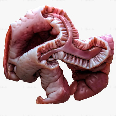 Cylindrical Epithelium of the Gallbladder 3d model
