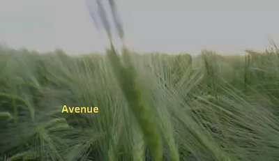 marc avenvue plot showreel