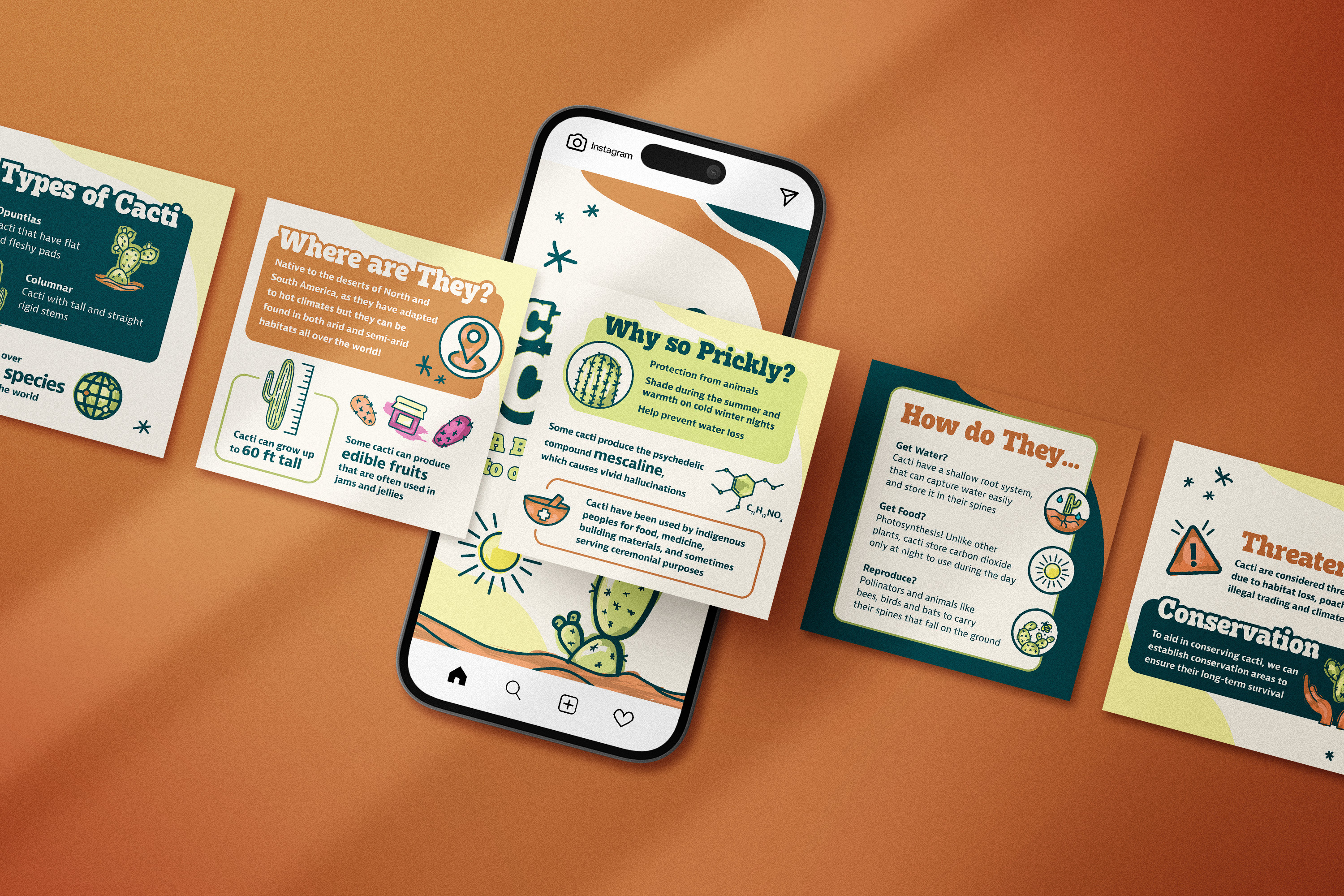 Crazy for Cacti Infographic cacti design graphic design illustration infographic layout design motion graphics plants print print design social media vector