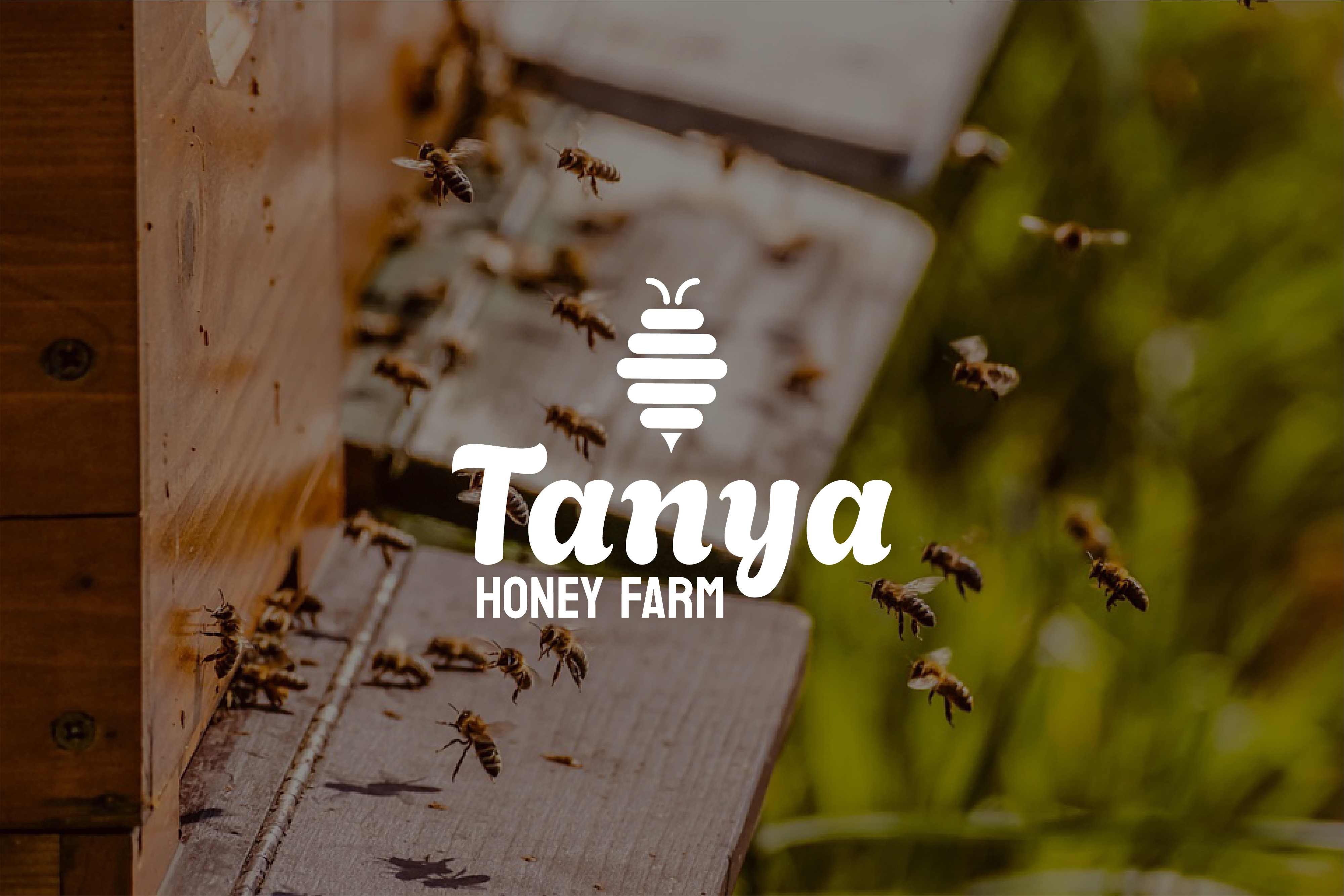 Tanya Honey Farm animation branding graphic design logo