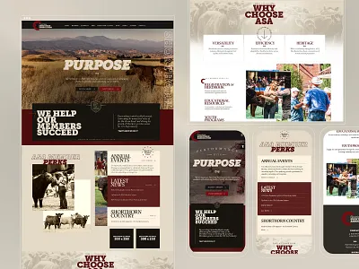 ASA Cattle Association Web Design Example association web design association website cattle association web design