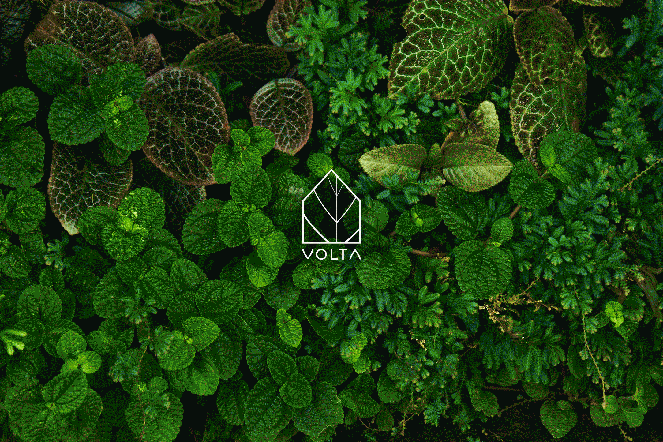 Volta art direction brand guidelines brand strategy branding creative direction graphic design green builder identity lifestyle logo net zero sustainability
