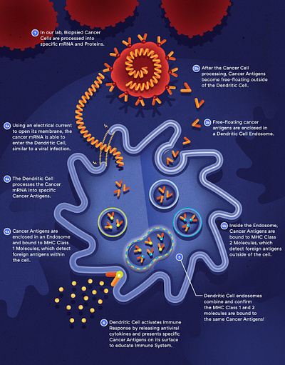Immunocine's Dendritic Cell Treatment biochemistry bioengineering branding cancer treatment cell cells design dna educational graphic design health healthcare illustration immunotherapy oncology patient communication pharma pharmaceutical rna vector
