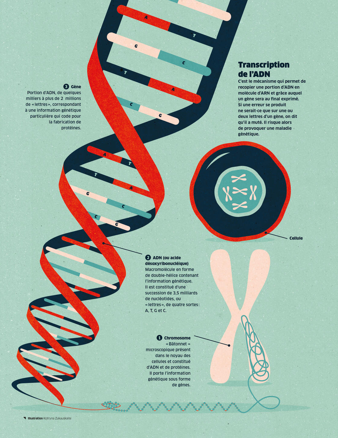 Kotryna Zukauskaite for CNRS magazine biochemistry bioengineering chromosome dna educational genetics health illustration illustrator infographic medicine patient communication research science scientific textured vector