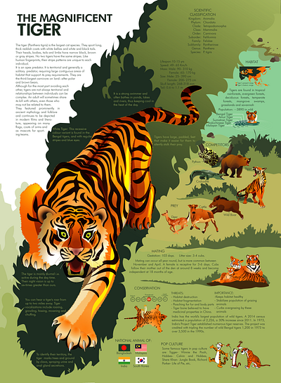 Tiger Infographic animals art design graphic design graphics green illustration infographic information layout poster tiger vector