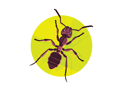 Bugs Be Gone! (CAA Magazine) ant ants illustration insect
