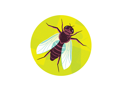Bugs Be Gone! (CAA Magazine) flies fly illustration insect