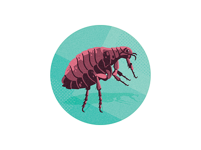 Bugs Be Gone! (CAA Magazine) flea illustration insect