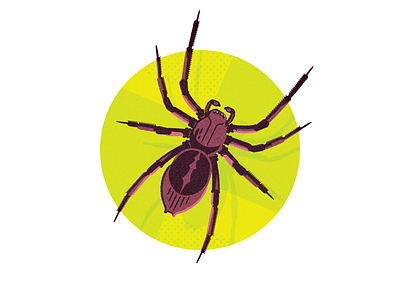 Bugs Be Gone! (CAA Magazine) illustration spider