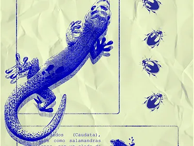 Poster Salamandra made in Photoshop graphic design photoshop poster design