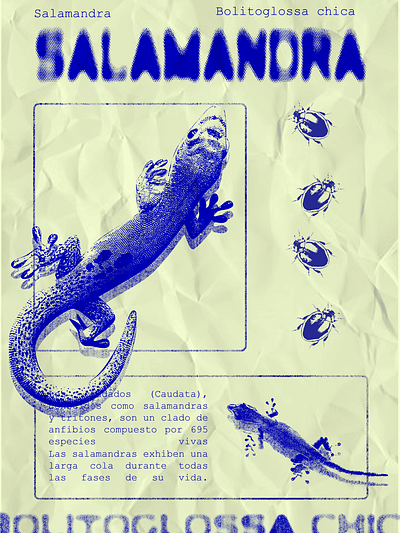 Poster Salamandra made in Photoshop graphic design photoshop poster design