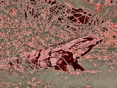 Iguana illustration creature digital art grass iguana illustration lizard nature photomanipulation plants reptile