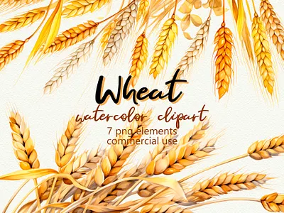 Wheat Watercolor Clipart – Elegant PNG Elements autumn design botanical clipart clipart cottagecore country style creative market cute fall clipart farm clipart floral clipart harvest nature packaging design png elements rustic design seasonal soft neutrals watercolor wedding clipart wheat