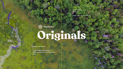 Pachama Originals Microsite design microsite sustainability ui ux web website