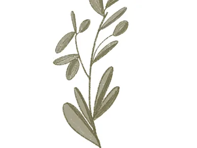 Olive branch.Botanical illustration.Hand draw art. hand drawn