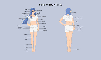Medical Education Chart of Biology for Female working