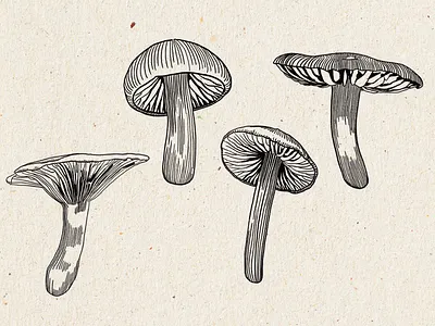 Mushroom Illustrations Line Art black and white botanical illustration clipart design asset digital art fine line flora forest hand drawn illustration illustration set ink drawing ink style line art monochrome mushroom natural forms nature organic whimsical
