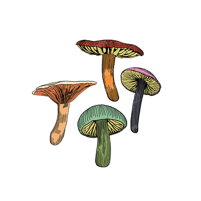 Mushroom Illustrations Colorized asset botanical branding color design elements fine line art flora forest hand drawn illustration ink style linework minimal mushrooms natural forms nature organic whimsical