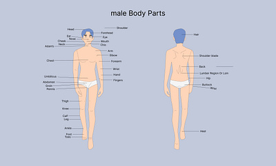 Medical Education Chart of Biology for male Body Parts Diagram working
