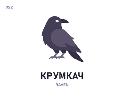 Крумкач / Raven belarus belarusian language bird daily flat icon illustration vector word