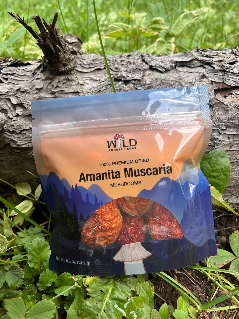 Mushroom packaging design (concept and reality) branding design graphic design mockup mushroom packaging pouch