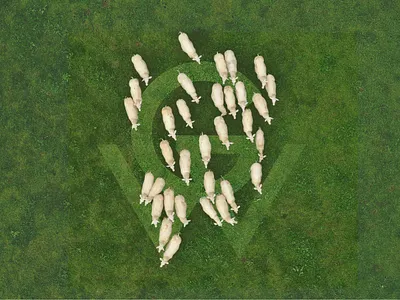 Galway Wool - Branding galway wool galway wool branding