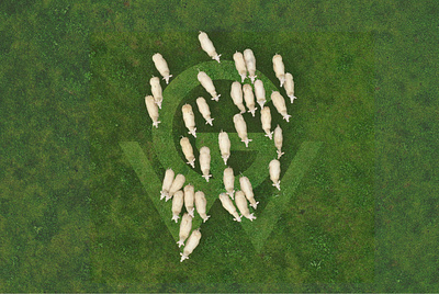 Galway Wool - Branding galway wool galway wool branding