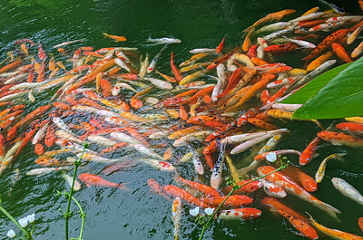 Koi in Thailand fish photo photography picture