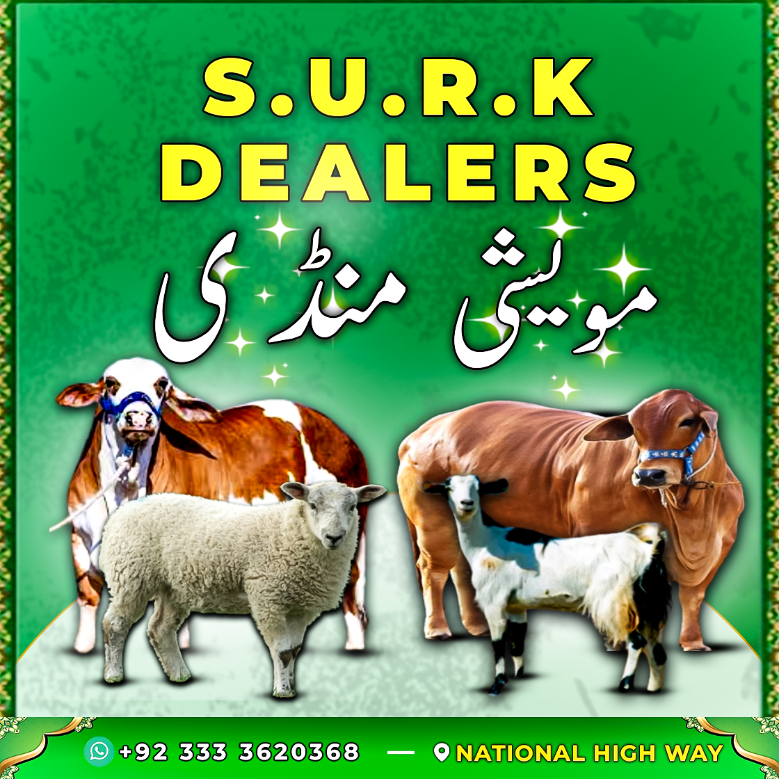 SURK DEALERS | CATTLE MANDI | SOCIAL MEDIA DESIGNS. adobe photoshop advertsing animals bakra mandi cattle farm cattle sale graphic design instagram post social media design