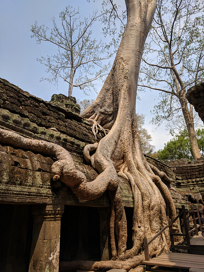 Angkor Wat Tree nature photo photography picture travel