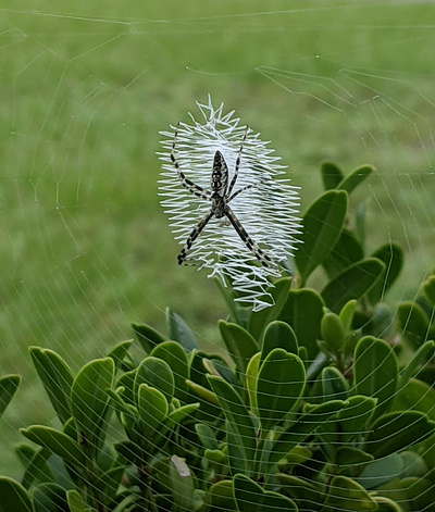 Spider photo photography picture