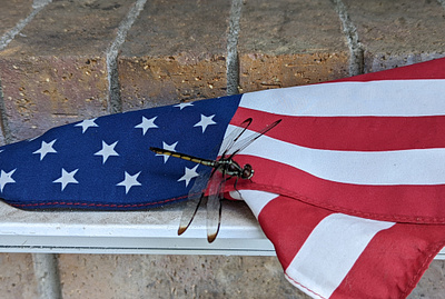 Dragonfly on Flag photo photography picture