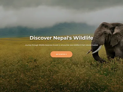Wildlife Safari Reservation 3d animation graphic design motion graphics ui