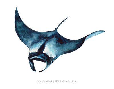 Reef Manta Ray Watercolor Illustration animal illustration art print hand painted illustration life manta ray marine mobula lafredi non fiction ocean animals realistic reef manta ray scientific traditional art watercolor wildlife