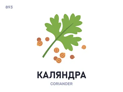 Каля́ндра / Coriander belarus belarusian language daily flat icon illustration vector