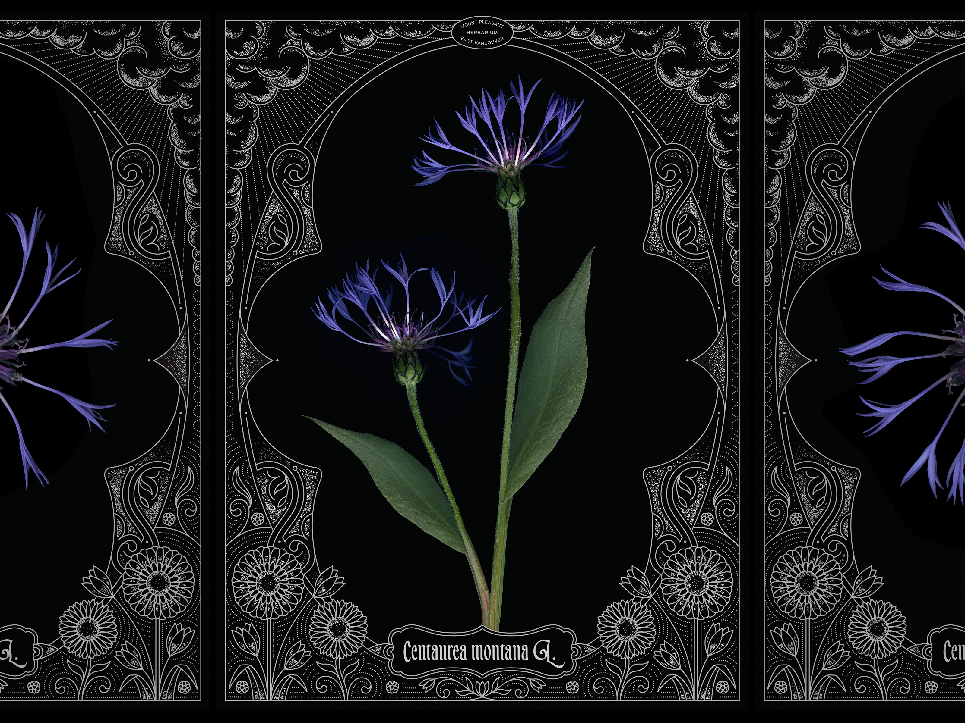 Centauria art nouveau design flowers graphic design illustration organic print scanner art scanography typography