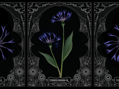 Centauria art nouveau design flowers graphic design illustration organic print scanner art scanography typography