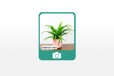 Asplenium Nidus UI button ui