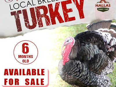 Social Media Flyer branding graphic design