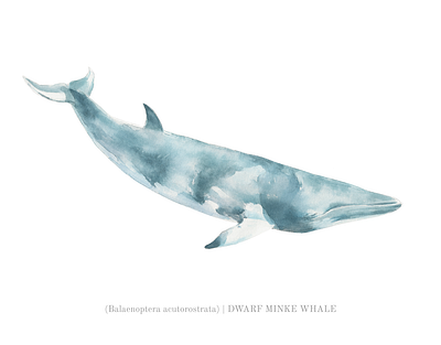 Minke Whale Watercolor Illustration common minke whale dwarf minke whale illustration marine life minke whale ocean animals poster realistic scientific watercolor whale illustration