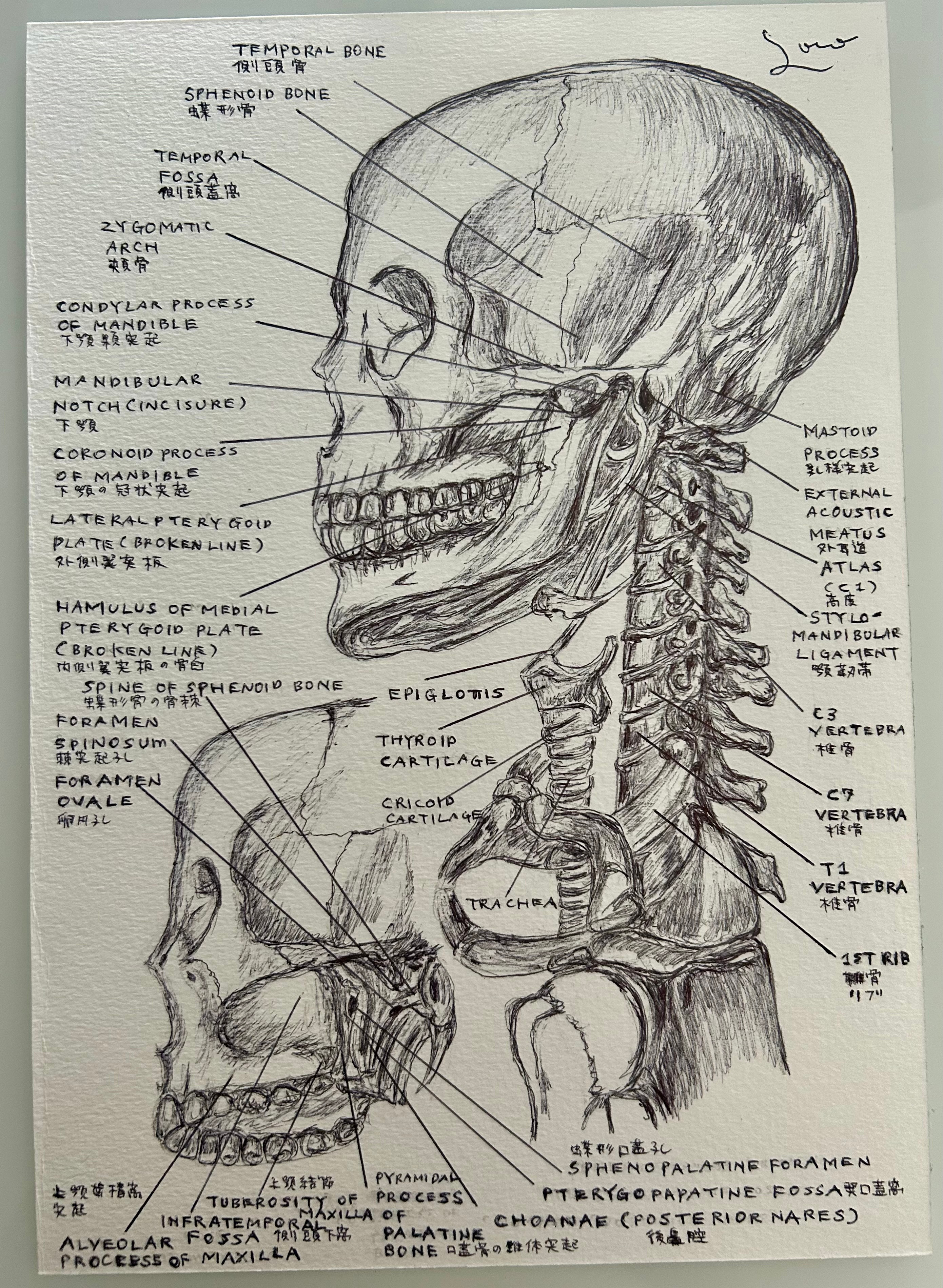 Ballpen Medical 🏥 Drawing ✍🏻 Bones 🦴 ballpen bones design drawing illustration medical sketch