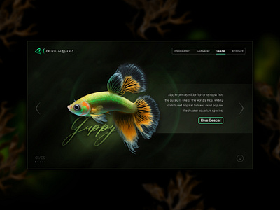 Exotic Aquatics branding graphic design landing landing page logo ui web design