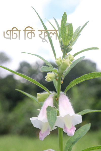 এর ফল থেকে তৈল তৈরি হয় এর ফল থেকে তৈল তৈরি হয়