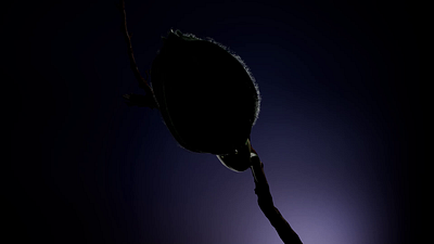 Stranger Flower 3d animation motion graphics
