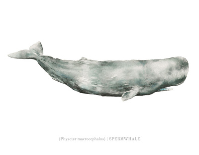 Sperm Whale Watercolor Illustration animal illustration marine biology nature illustration non fiction realistic scientific illustration scientific poster sperm whale traditional art watercolor whale drawing wildlife illustration