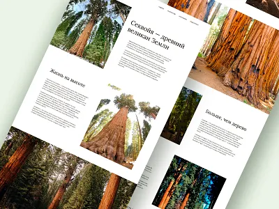 Sequoia Longread – Editorial Page Design design editoriallayout graphic design longreaddesign minimalwebdesign naturedesign sequoiatree storytellingui ui uxwriting webdesign webtypography