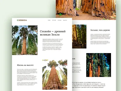 Sequoia Longread – Editorial Page Design design editoriallayout graphic design longreaddesign minimalwebdesign naturedesign sequoiatree storytellingui ui uxui uxwriting webdesign webtypography