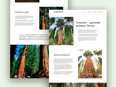 Sequoia Longread – Editorial Page Design design editoriallayout graphic design longreaddesign minimalwebdesign naturedesign sequoiatree storytellingui ui uxui uxwriting webdesign webtypography