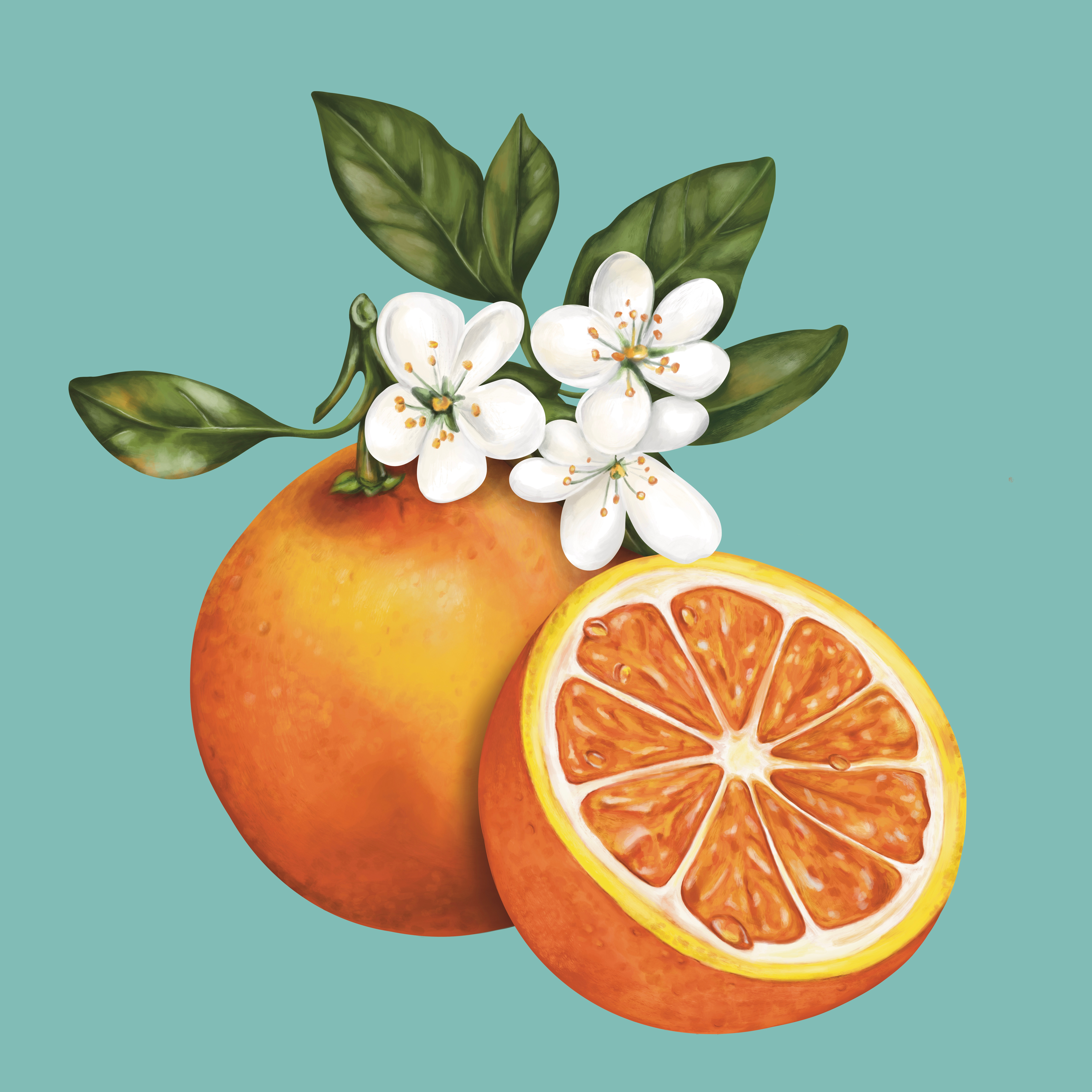 Orange Illustration for Packaging art citrus digital painting floral flowers fresh fruit hand painted illustration juicy orange orange blossom orange slice packaging art packaging illustration painted painterly painting realistic tropical